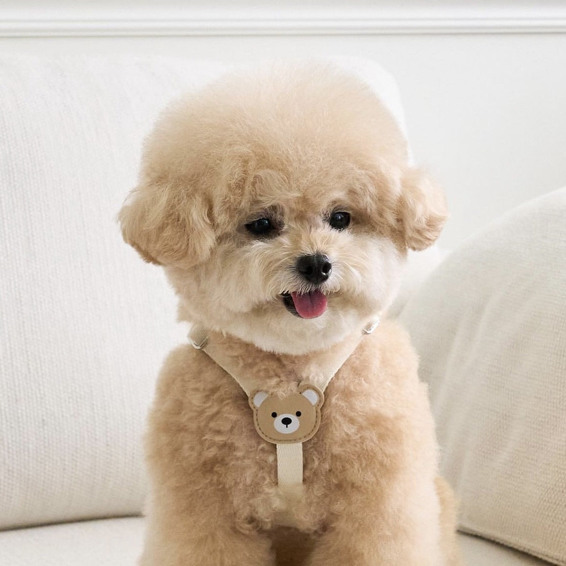 Teddy Bear Dog Harness & Leash Set – XS, S, M